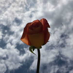 Meet your Posher, Scarlett